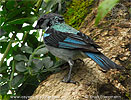 Cabanistangare in Guatemala