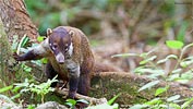 Wei&szlig;nasen-Nasenb&auml;r, von Kevin Bartlett
