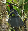 Schluchtenguan Schwanz f&auml;chern, CAYAYA BIRDING Tour