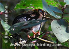 Zapfenguan K&uuml;ken, CAYAYA BIRDING Tour 2007