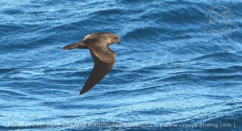 Zwergsturmschwalbe (Oceanodroma microsoma) in Guatemala während einer CAYAYA BIRDING Meeresexkursion