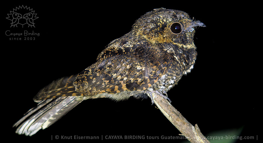 Mexikonachtschwalbe (Caprimulgus arizonae) in Guatemala