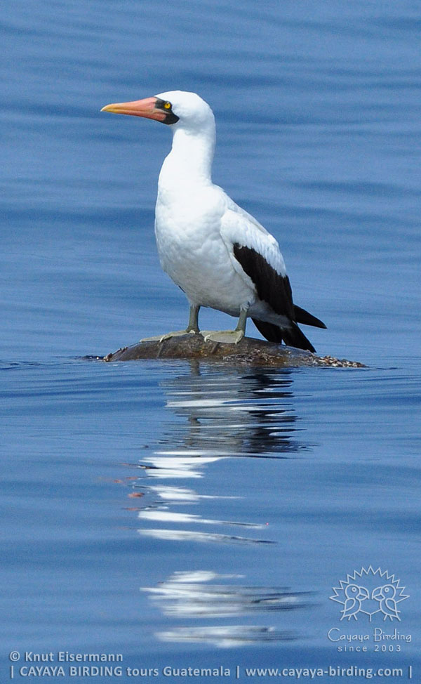 Nazcatölpel in Guatemala.