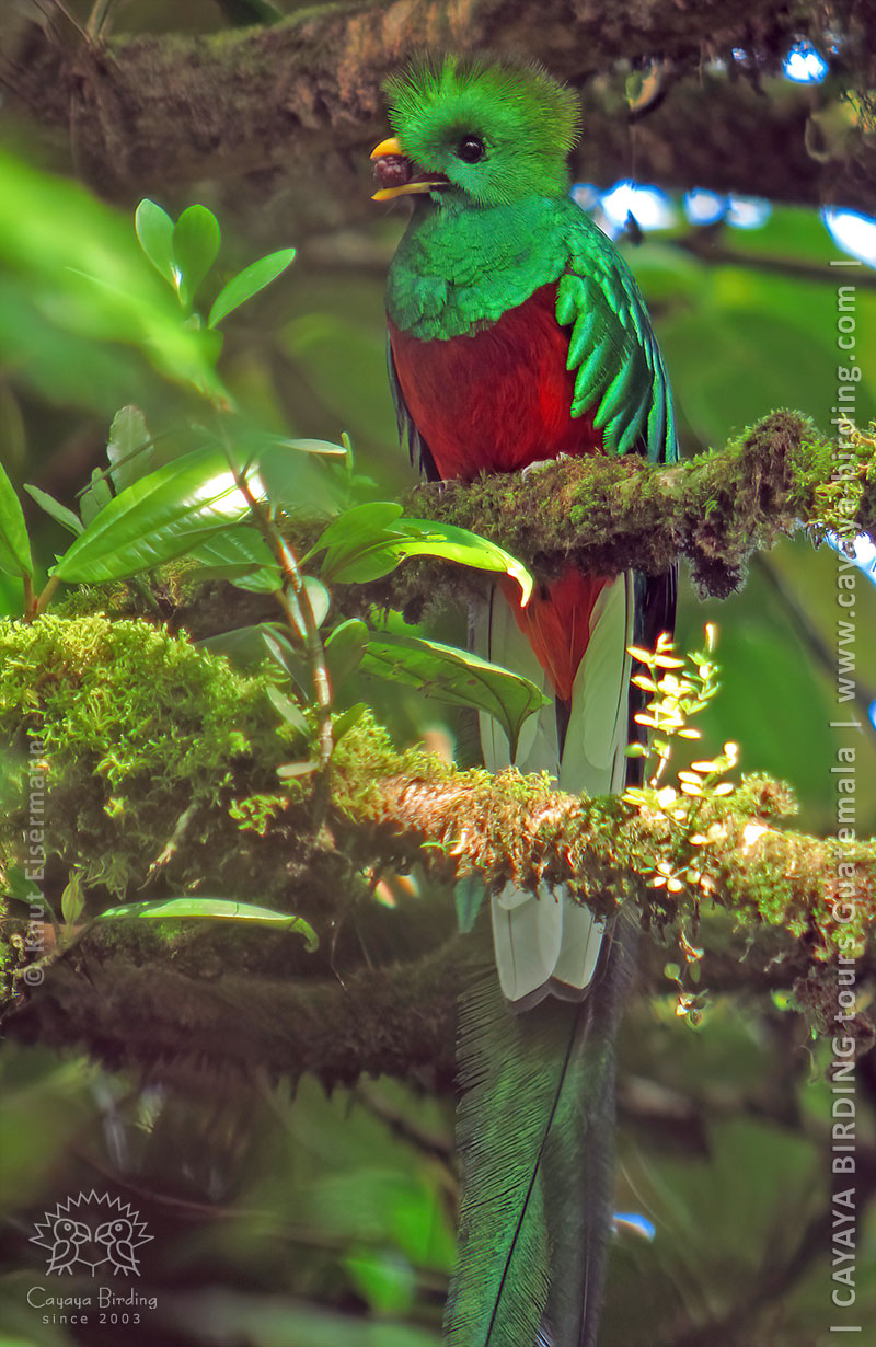 Männchen des Quetzals