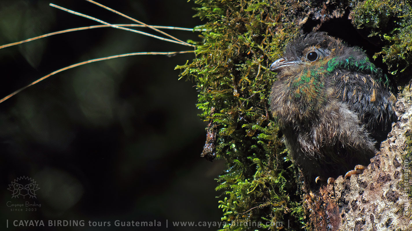Jungvogel des Quetzals