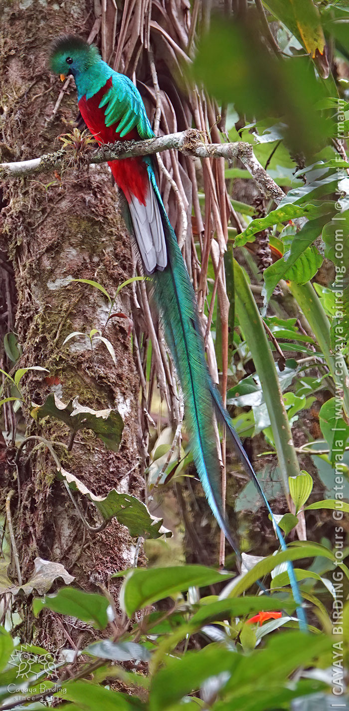 Männchen des Quetzals