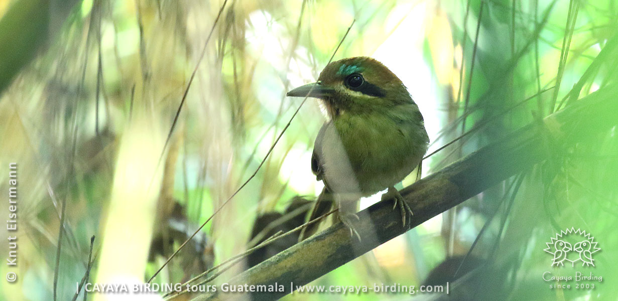 Zwergmotmot