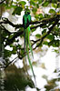 Quetzal, von Peter W&auml;chtersh&auml;user.
