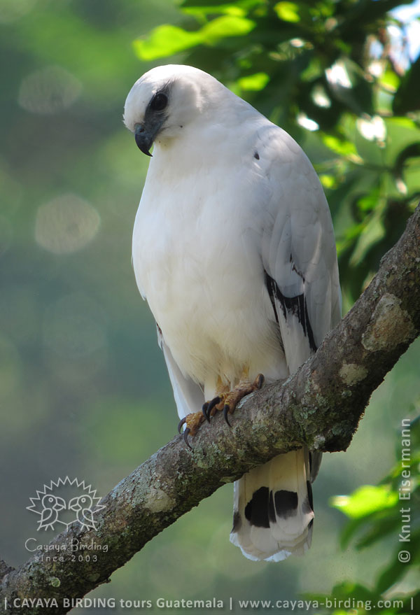 White Hawk