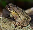 Gulf Coast Toad <i>Incilius valliceps</i>, dpto. Petén.