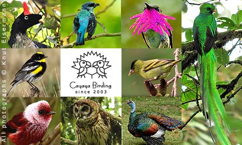 V&ouml;gel Guatemalas