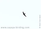 Schornsteinsegler in Guatemala