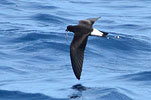 Galapagoswellenl&auml;ufer in Guatemala