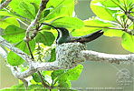 Gr&uuml;nbrust-Mangokolibri Nest