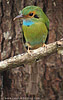 Blaukehlmotmot
