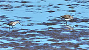 Bergstrandl&auml;ufer