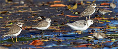 Bergstrandl&auml;ufer mit Amerikanischem Sandregenpfeifer, Sanderling, Wilsonregenpfeifer und Wiesenstrandl&auml;ufer