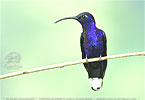 Violettdegenfl&uuml;gel M&auml;nnchen