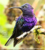 M&auml;nnchen des Violettdegenfl&uuml;gels