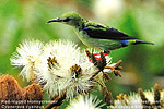 T&uuml;rkisnaschvogel