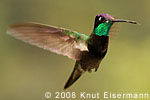 M&auml;nnchen Violettkron-Brillantkolibri
