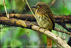 Wei&szlig;z&uuml;gel-Faulvogel