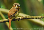 Wei&szlig;z&uuml;gel-Faulvogel