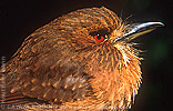 Wei&szlig;z&uuml;gel-Faulvogel