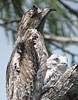 Mexiko-Tagschl&auml;fer (Nyctibius jamaicensis) mit K&uuml;ken