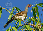 Wei&szlig;bauchguan, CAYAYA BIRDING Touren in Los Tarrales