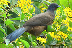 Blaufl&uuml;gelguan