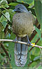 Blaufl&uuml;gelguan
