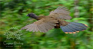 Blaufl&uuml;gelguan im Flug