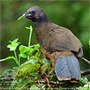 Blaufl&uuml;gelguan