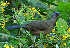 Blaufl&uuml;gelguan
