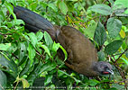 Blaufl&uuml;gelguan