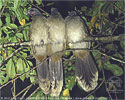 ruhende Blaufl&uuml;gelguans