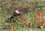 Breitschwanzelfe M&auml;nnchen
