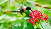 Blaukehl-Sternkolibri M&auml;nnchen an Penta Bl&uuml;te