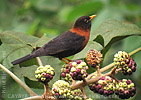 Rotnackendrossel