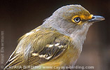 Wei&szlig;augenvireo