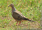 Carolinataube