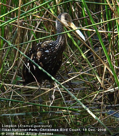 Limpkin by Rosa Alicia Jimenez