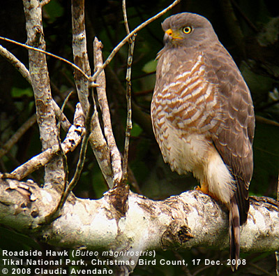 Roadside Hawk by Claudia Avendaño