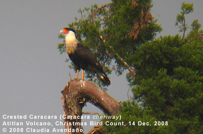Crested Caracara