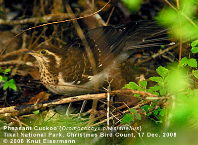 Pheasant Cuckoo