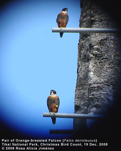 Orange-breasted Falcon by Rosa Alicia Jimenez