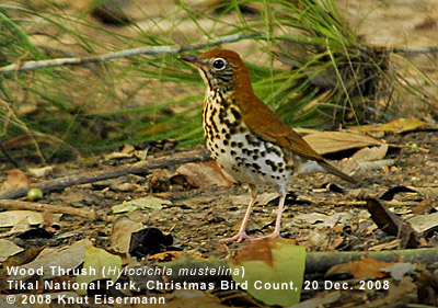 Wood Thrush