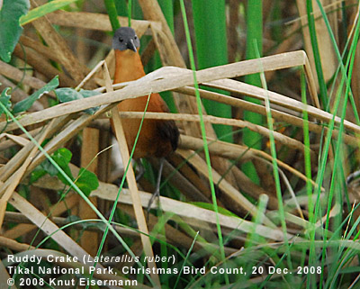 Ruddy Crake