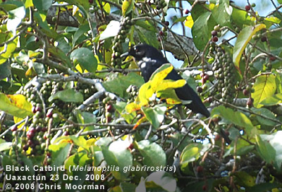 Black Catbird by Chris Moorman